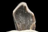 Juvenile Camarasaurus Tooth On Sandstone - Colorado #162478-1